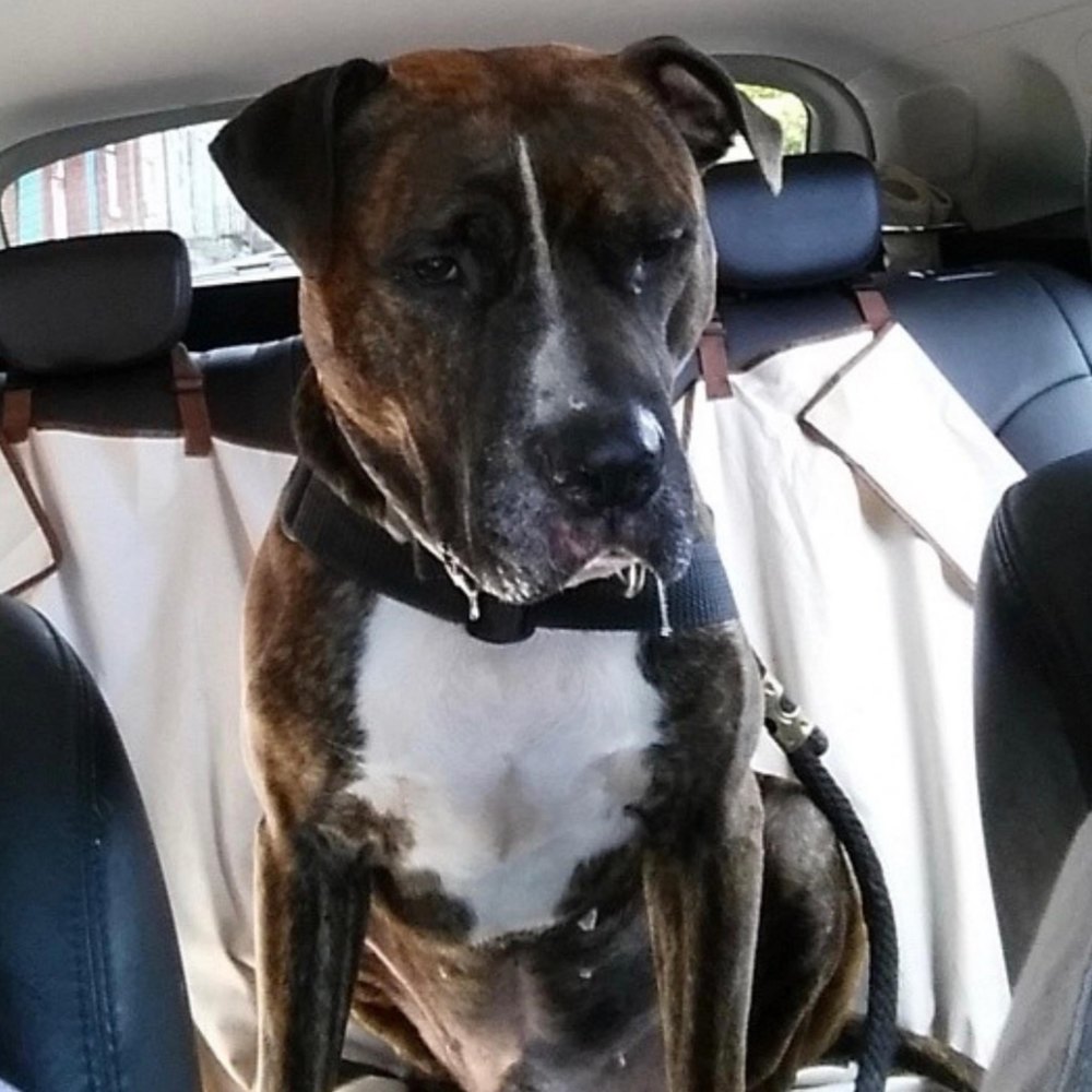 Meet your Posher, Rusty